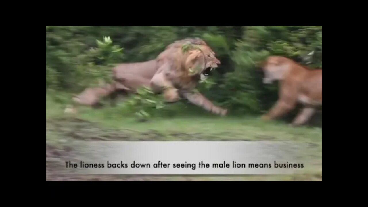 Lion Rejects Feminism