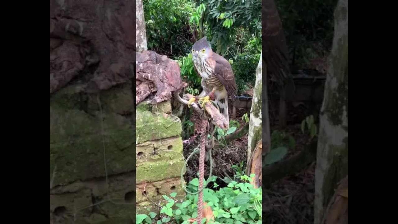 burung elang 😳