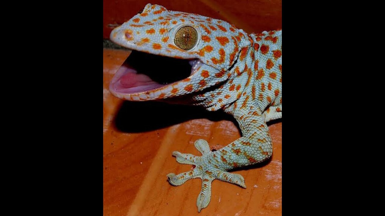 Gecko Lovers