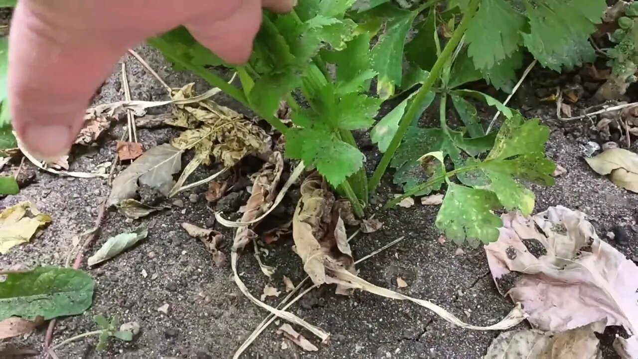 Tips on growing store quality celery, but way better!