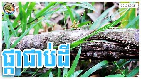 ទុរេនផ្កាជាប់ដី