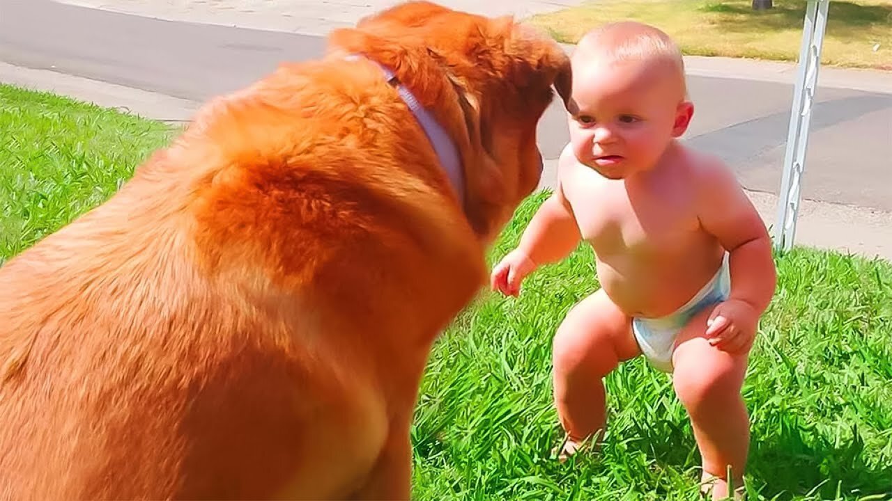 Funny Dog vs Cute Baby: Who Will Win? ||funter Baby