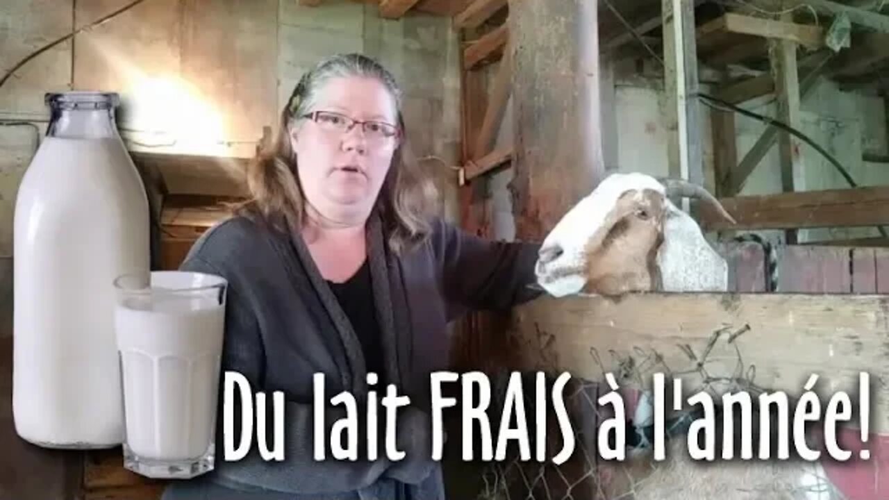 🐐 LAIT de CHÈVRE FRAIS toute l'ANNÉE - #123