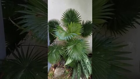 guess the plant#shorts