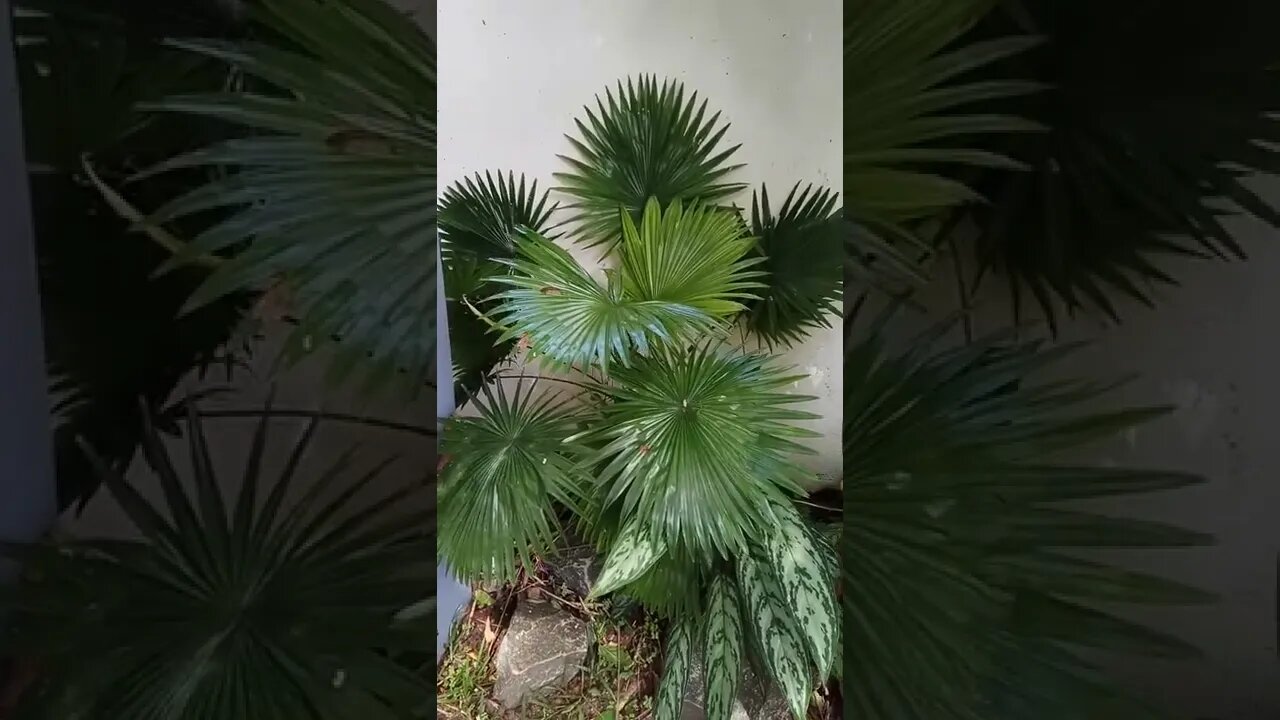guess the plant#shorts