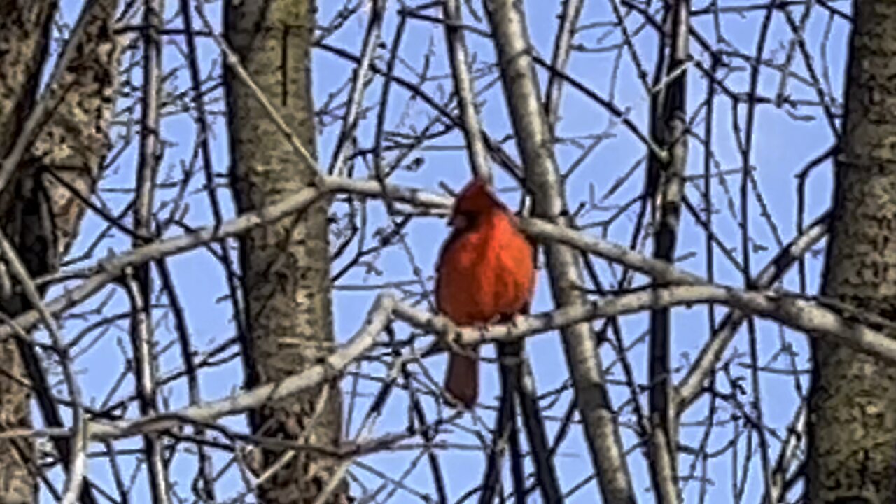 Another fluffy male Cardinal