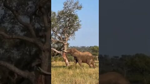 فيل يقلع شجرة #africa