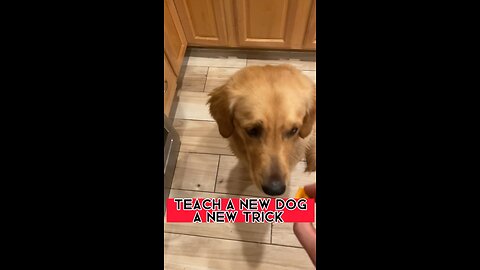 Teach a new dog a new trick