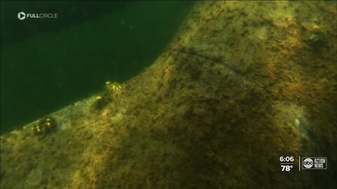 Swimming with manatees: Exclusive look at the lengths a researcher will go to save a species