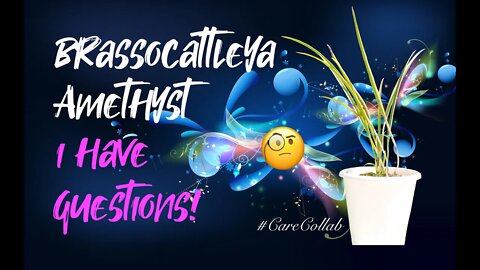 Brassocattleya Amethyst | My Care | What's in a Name? #CareCollab