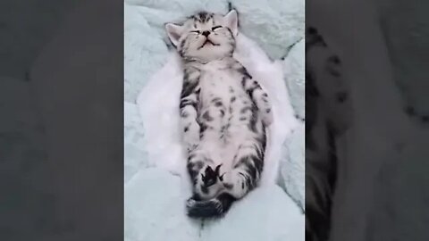 cute cat videos 😹 funny videos 😂 909 😻#shorts #shortsfunny #cutecat #catvideos #cats #catscare #cat