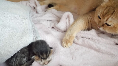 kitten Kiki a few hours after birth