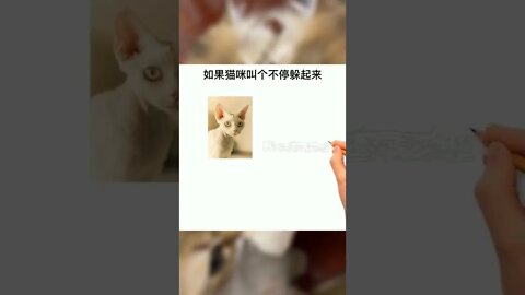 如何在一窝里选出好猫第二弹！#萌宠#猫#猫咪#喵星人#养