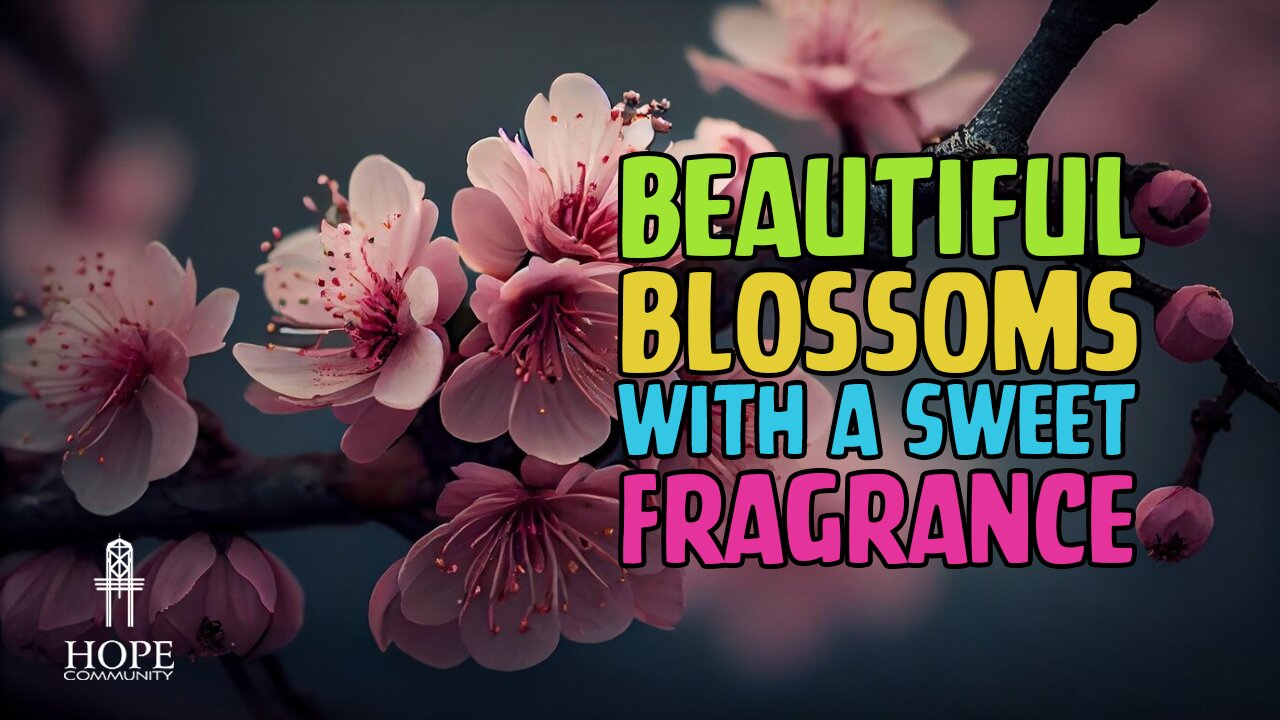 Beautiful Blossoms with a Sweet Fragrance | Moment of Hope | Pastor Jeff Orluck