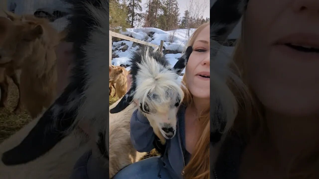 #goats #farmanimals #shorts
