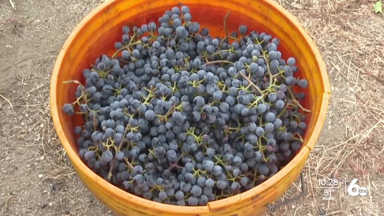 "A high-quality harvest with an average crop size," 3 Horse Ranch Vineyards finishing up grape harvest