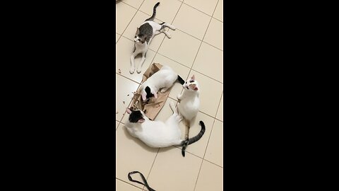 cats play time