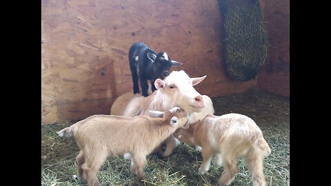 Adorable Quad Baby Goats Playing on Mom/Nigerian Dwarf Doe and Her Kids