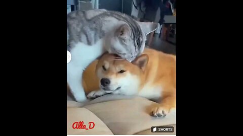 #Funny #animals video dog and cat