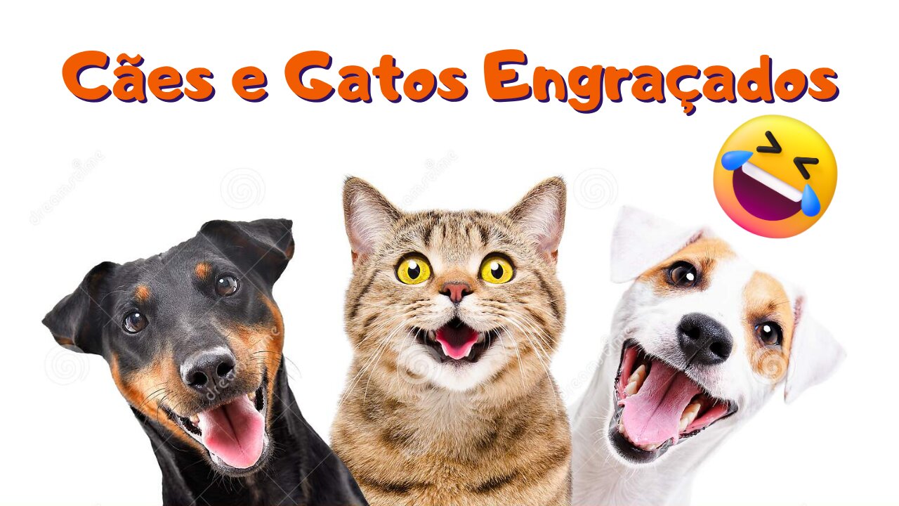 Cães e Gatos Engraçados