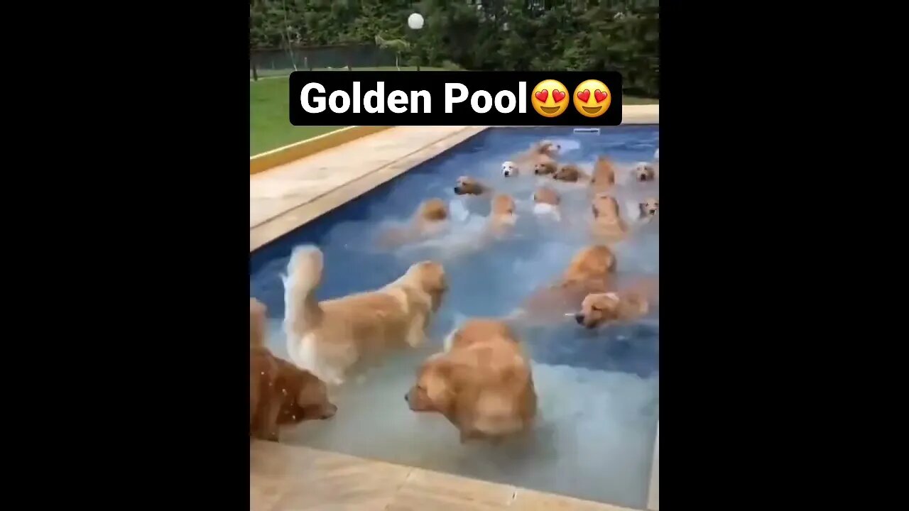 BEST 😍FUNNY😍 PET VIDEOS #69 - Try Not To Laugh #shorts