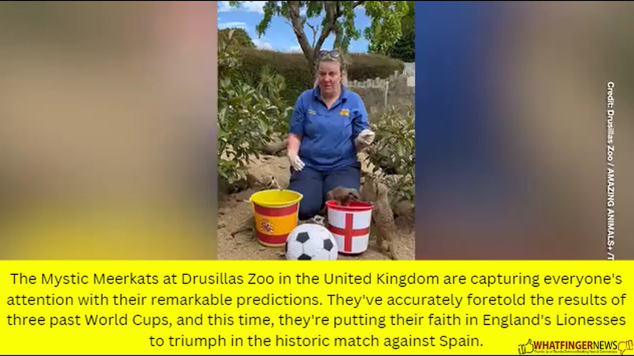 The Mystic Meerkats at Drusillas Zoo in the United Kingdom are capturing everyone's attention