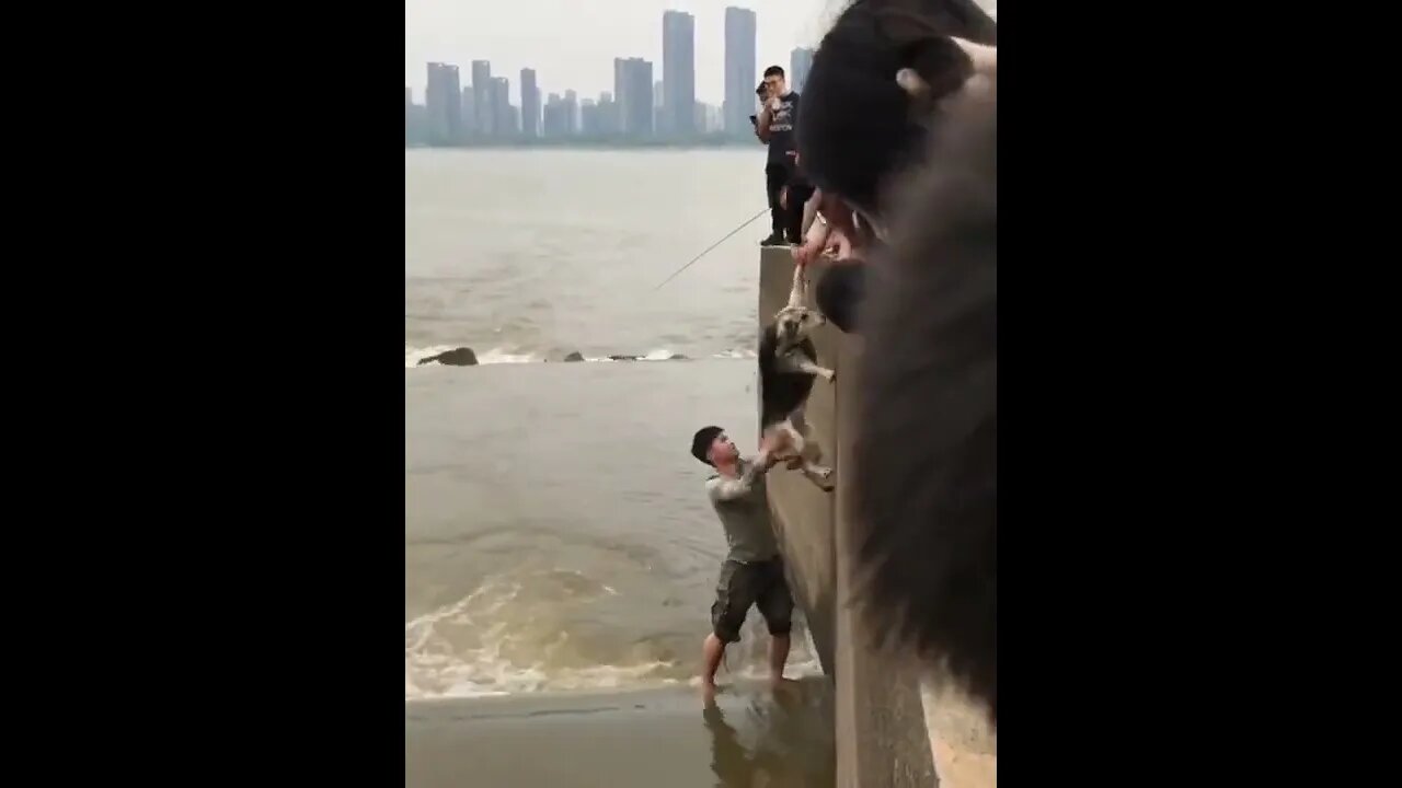 Các chàng trai giải cứu một chú chó bị mắc kẹt trong dòng nước chảy xiết 💪🥰🐕