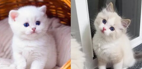 Funny cats & baby cat