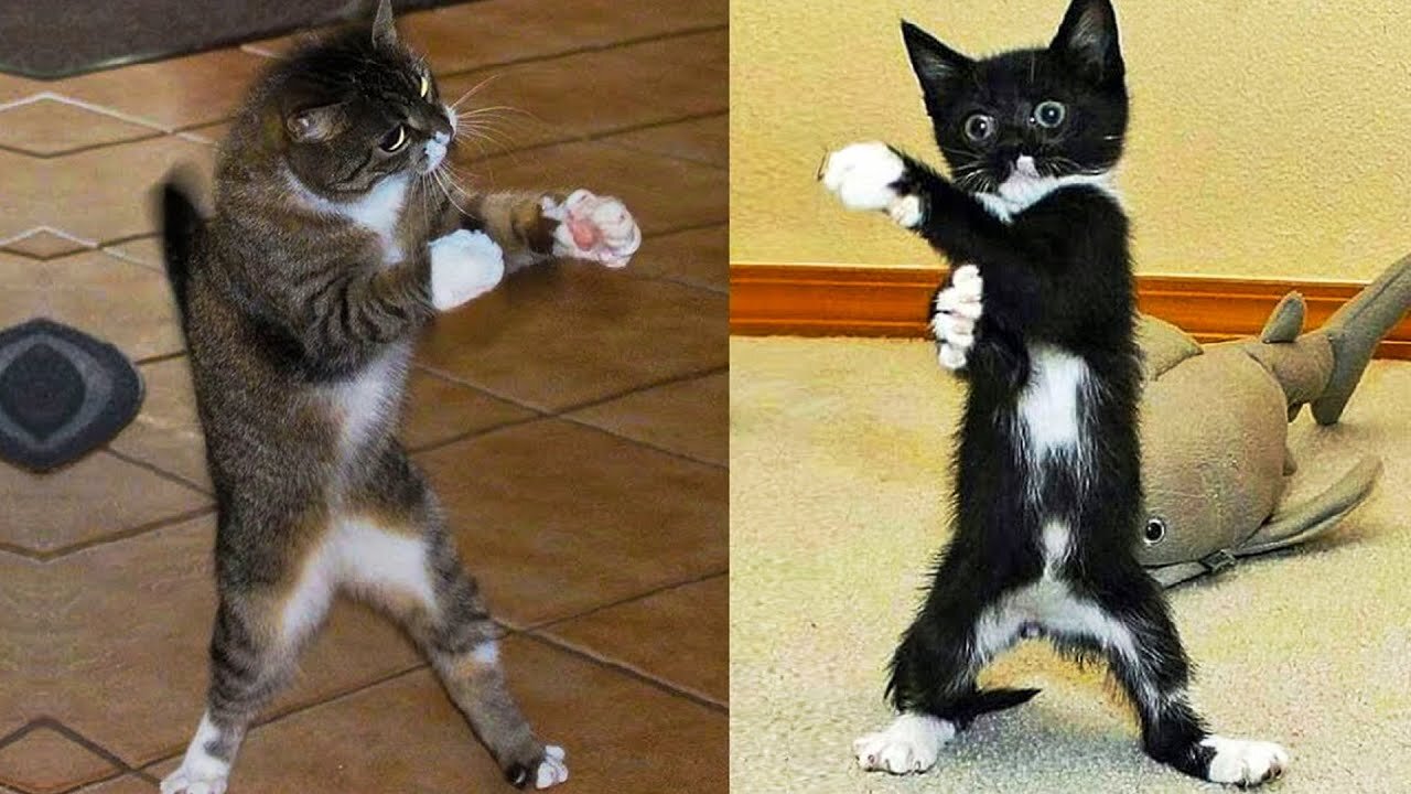 Funny Cats 😹 And 🐶 Funny Dogs Reactions - Try Not To Laugh