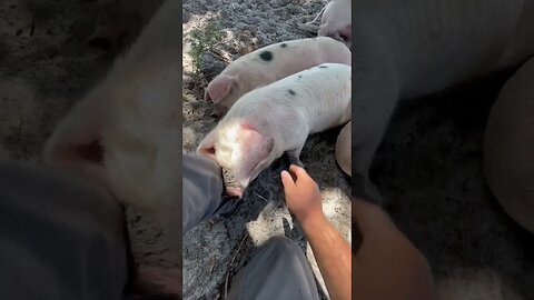 Pig’s napping time #pigs #piglets #pig