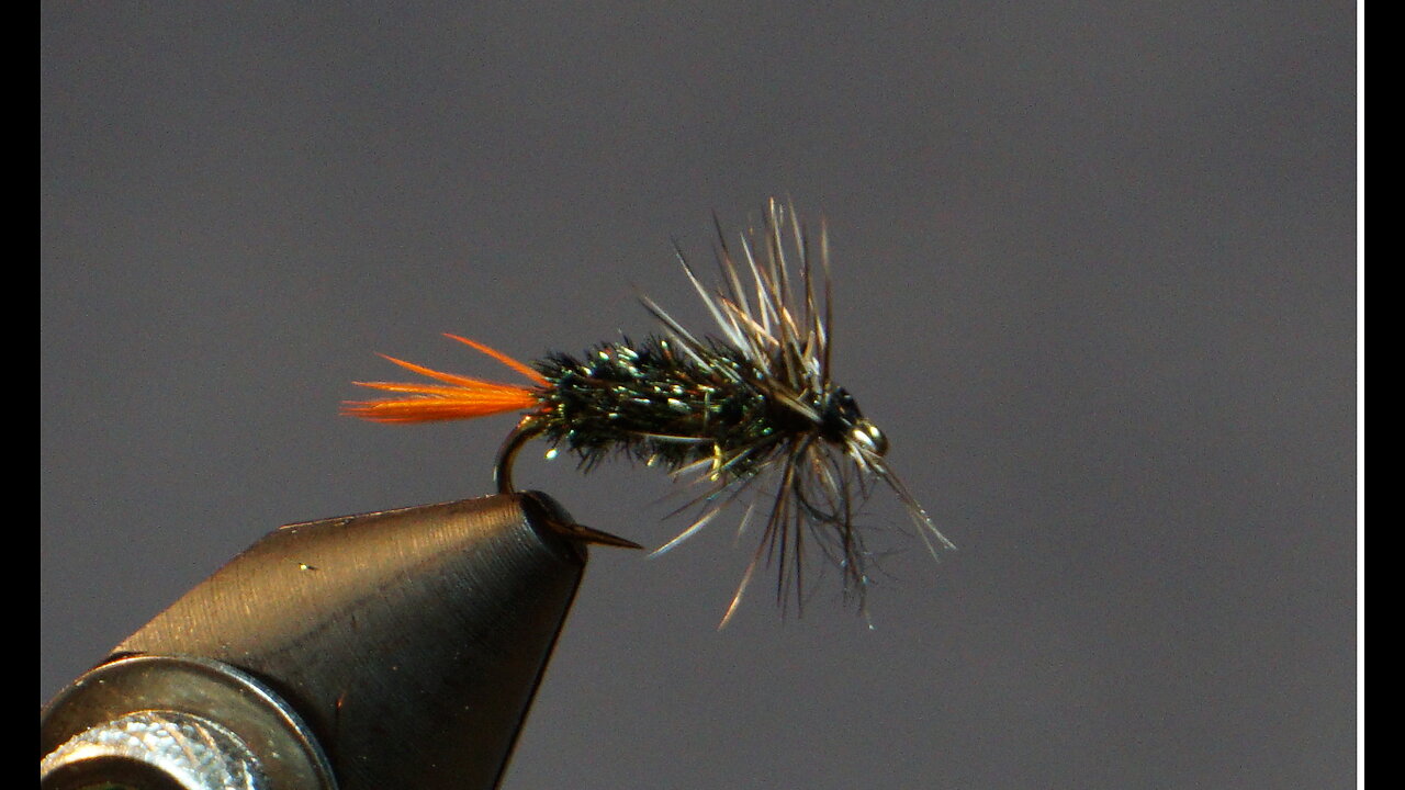 Gray Hackle Peacock