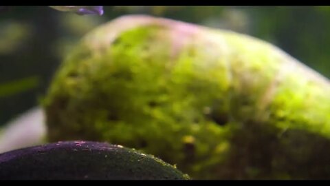 Diamond Tetra fish in aquarium