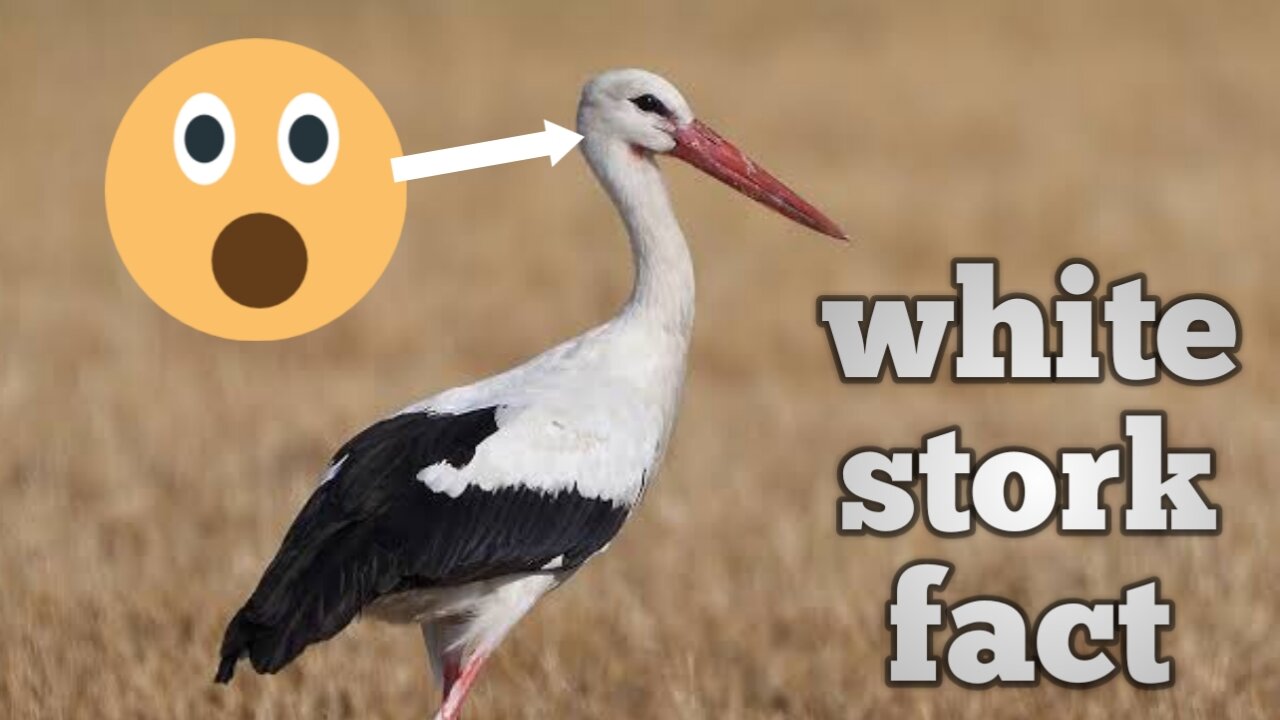 White stork birds fact