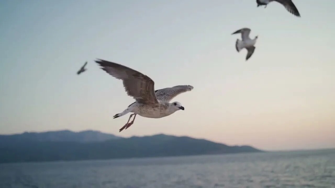 Seagull life at beach | Funny cute pets lovers