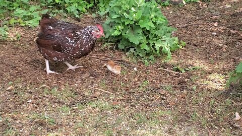 Surprise Free Range Chick
