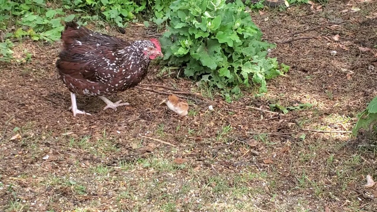 Surprise Free Range Chick