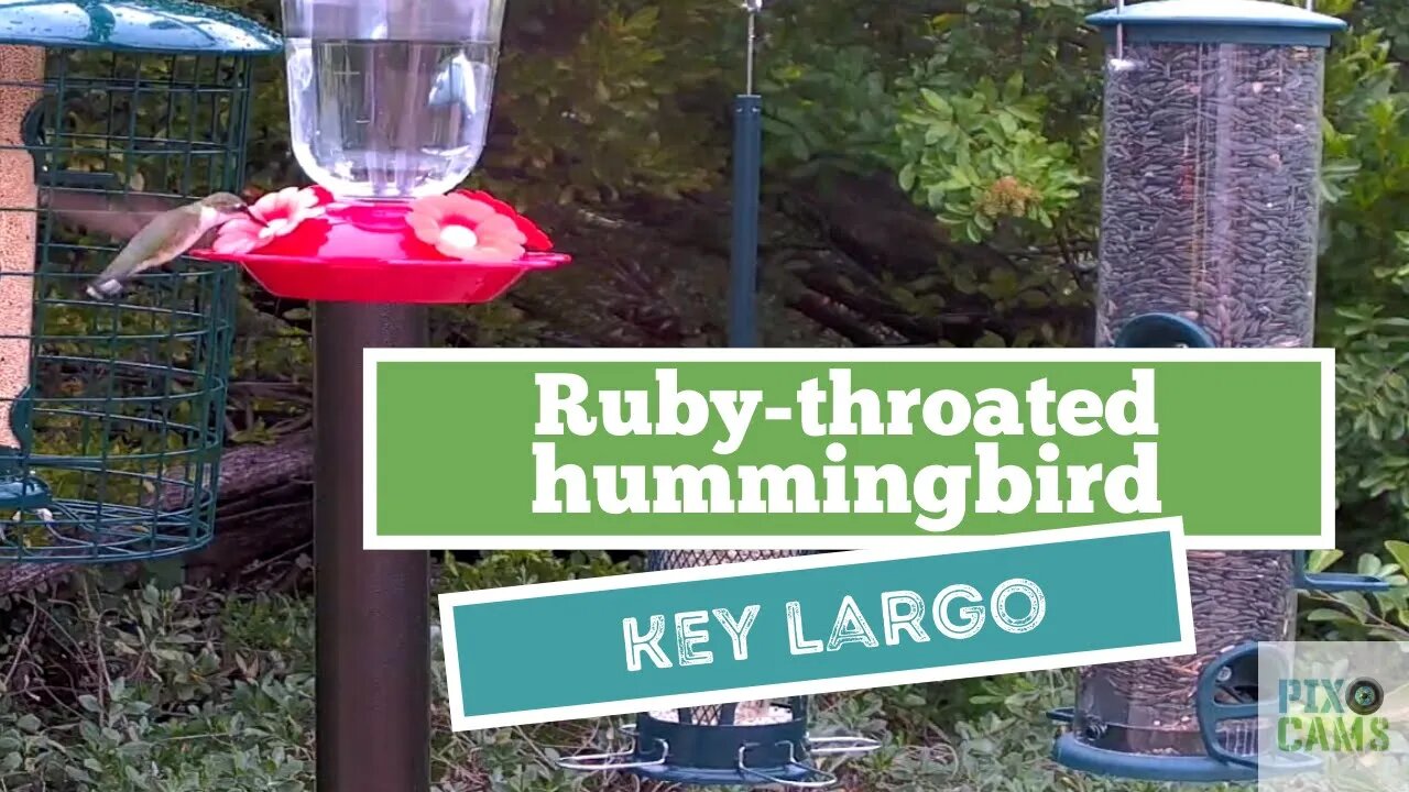 Ruby-throated Hummingbird - Key Largo