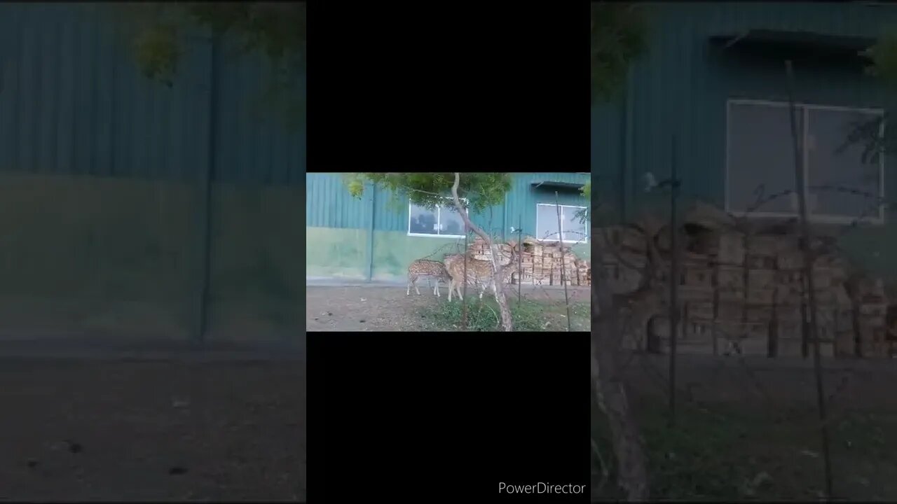 Beautiful Herd of Spotted Deer in sri lanka@chcreation moratuwa #shorts