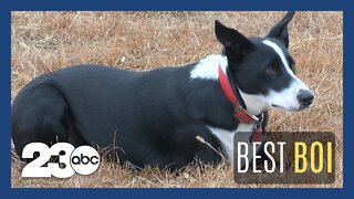 Bakersfield border collie named California Farm Bureau Dog of the Year