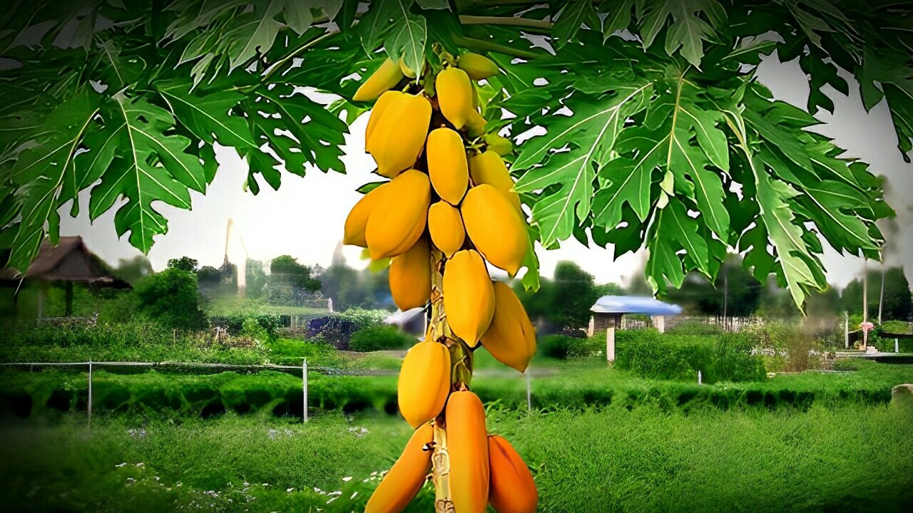 Today is papaya day - harvesting papaya Fruits