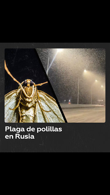 Invasión de polillas en una ciudad rusa