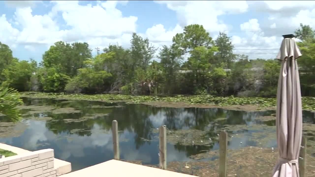 Cape Coral says there are still some traces of blue-green algae after starting removal process