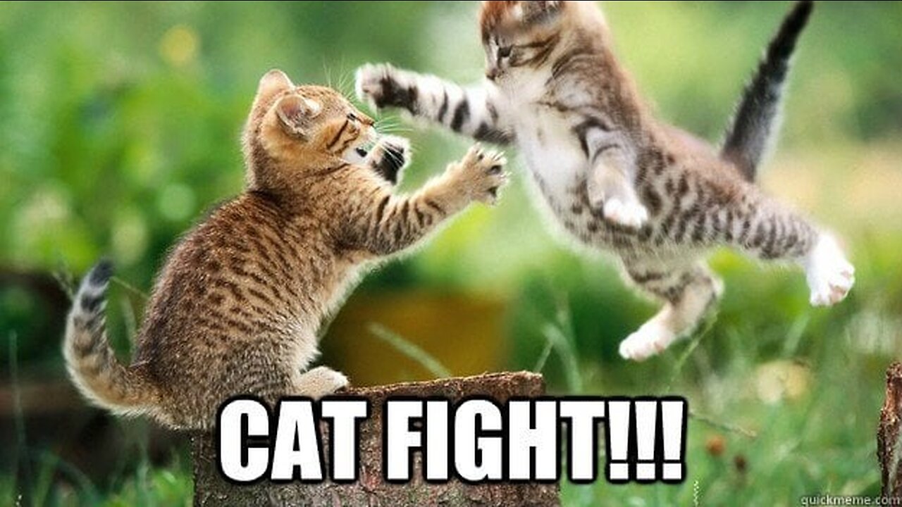 Epic Cat Fights