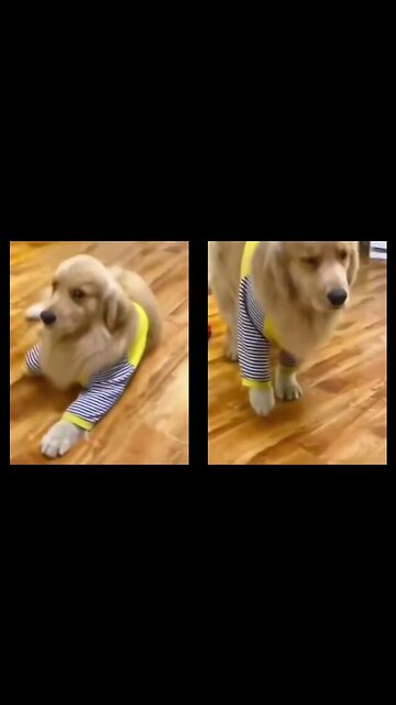 This Dog is The Best In Acting.