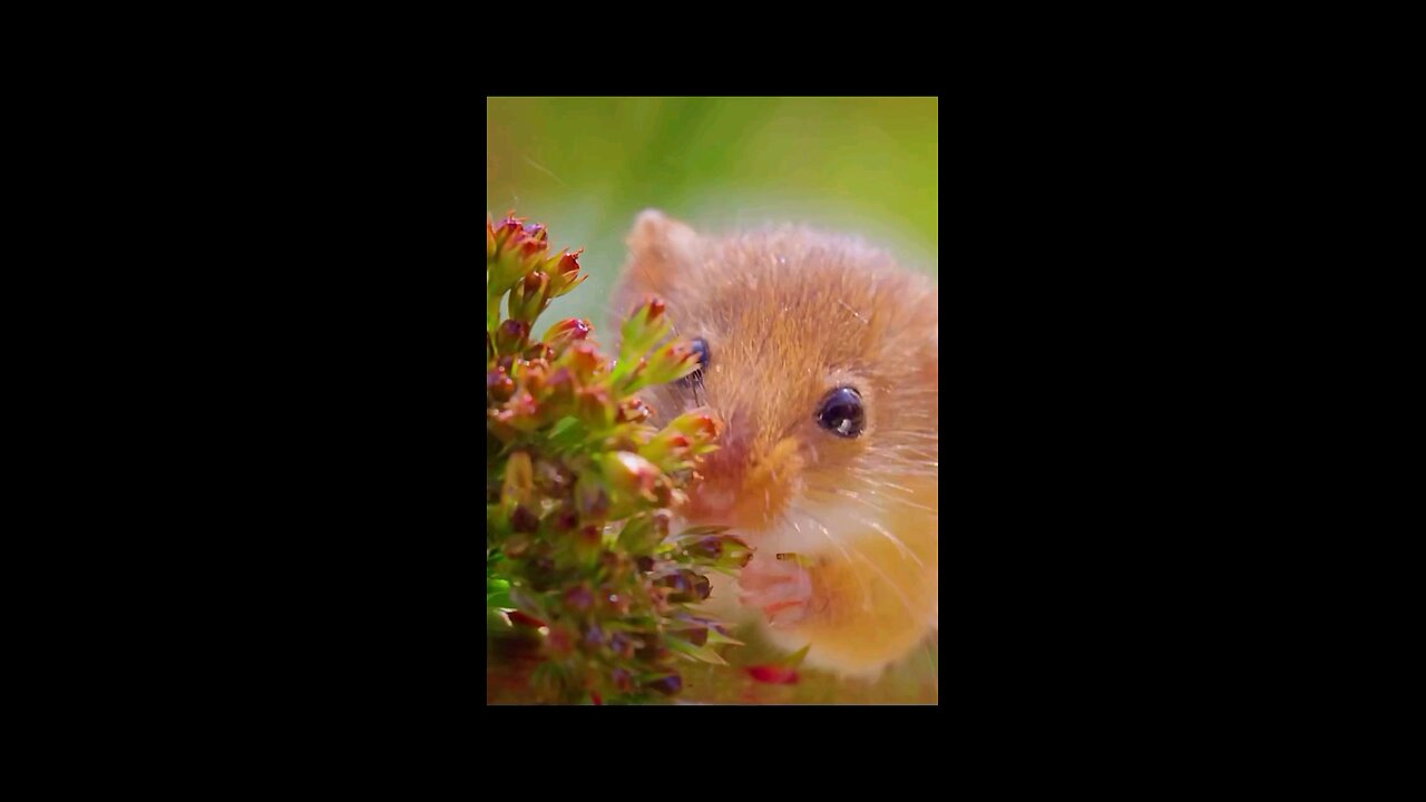 fun hamster