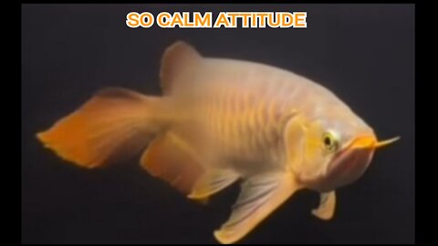 VERY CALM SUPER RED AROWANA ORNAMENTAL FISH