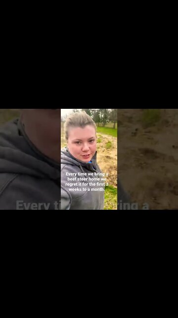 Beef Steers JUMPED the Fence and Ran Off! #shorts