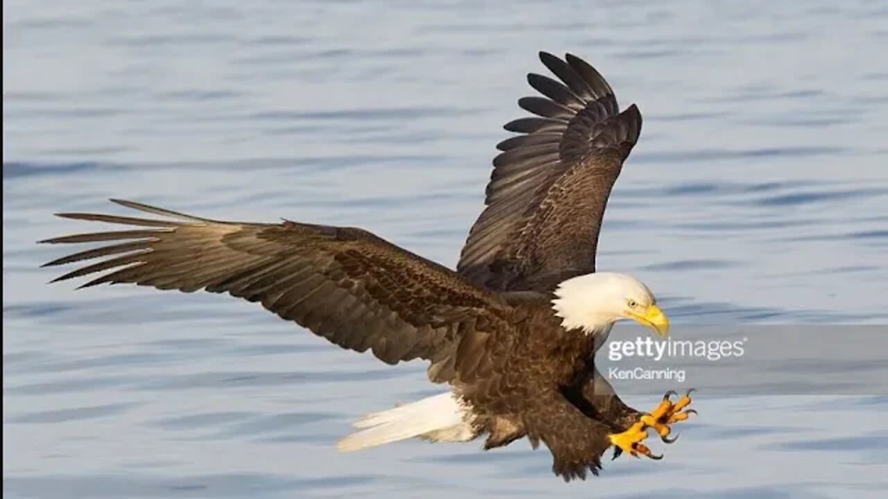 Two Wings of the Great Eagle