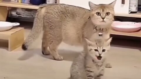 "Hilarious Pets: Ultimate Funny Animal Compilation!"