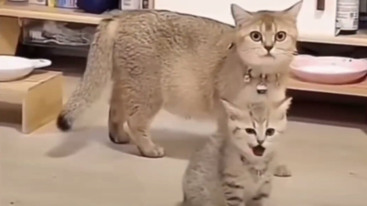 "Hilarious Pets: Ultimate Funny Animal Compilation!"